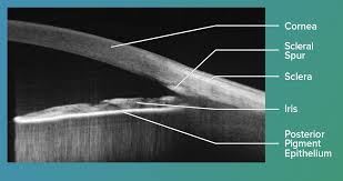 sdRNA Design & Synthesis